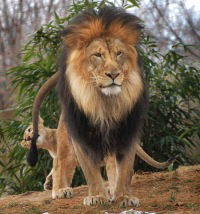 Сергей Василенко