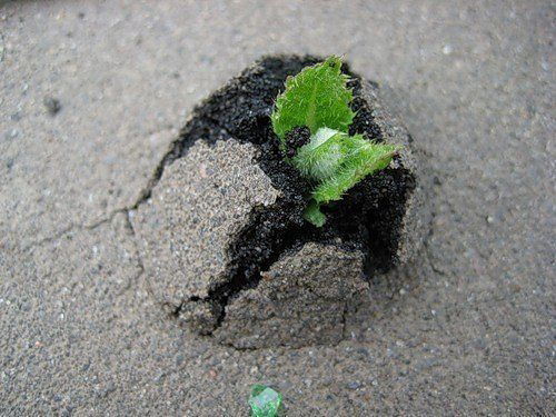 Миша Густиков