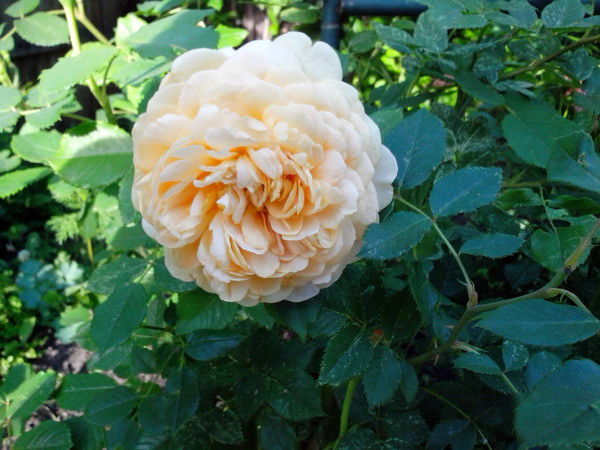 Елена Рысухина