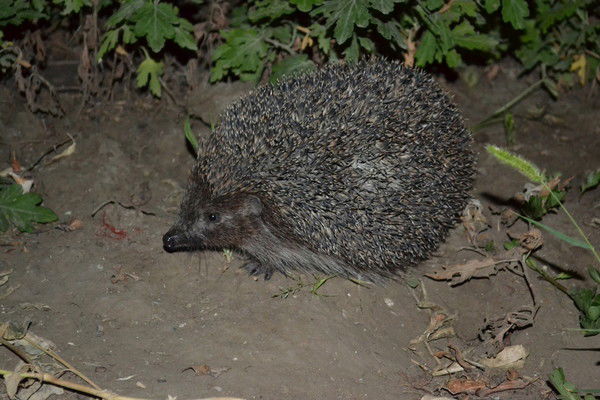 Светлана Корчагина