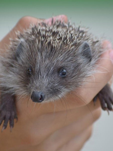 Алексей Опарин