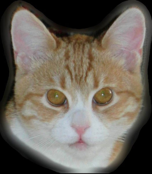 Рыжик Котов