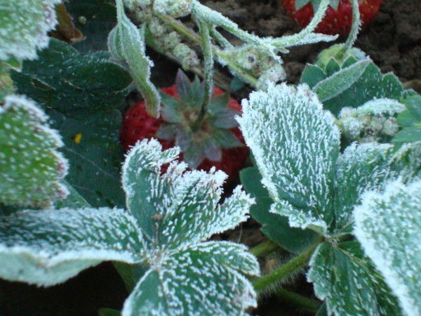 Наталия Стародубцева