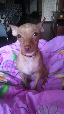 Лиля Той-Терьер