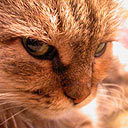 Нина Мальцева