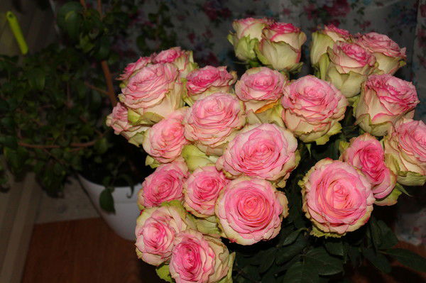 Марина Ястребкова