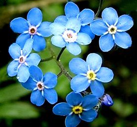 Светлана Прыйма