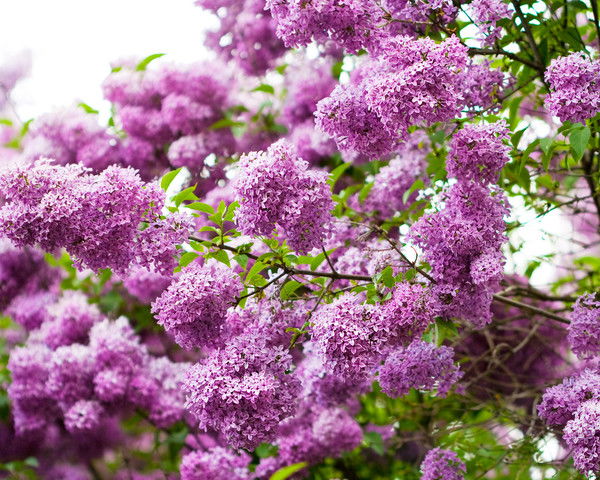 Надежда Герасимова