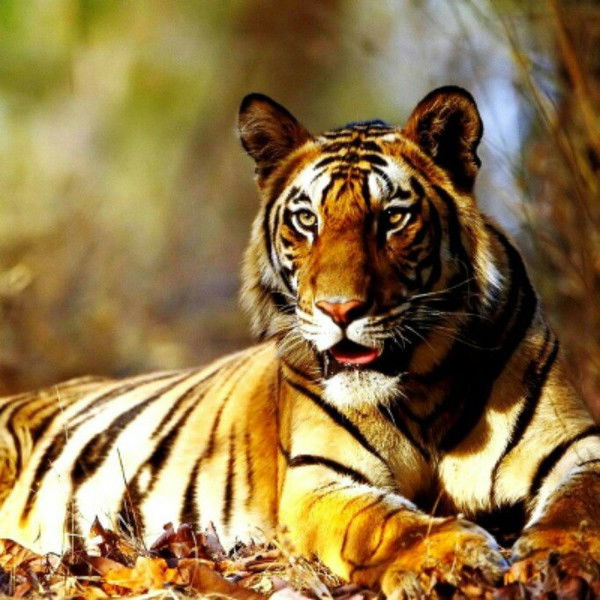 Светлана Хромова