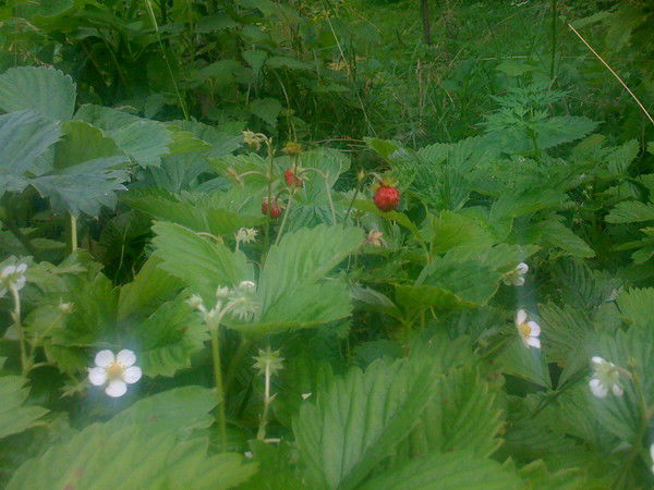 Ирина Толокнова