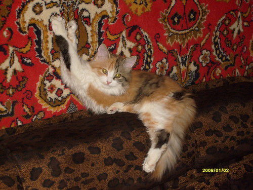 Анжелика Анжелика