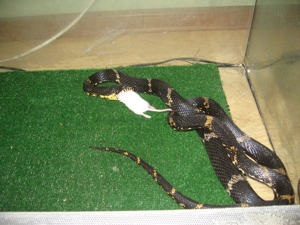 Стукалова Елена