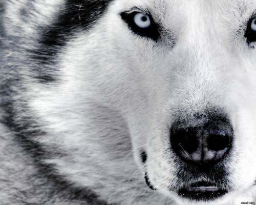 _|Алиска|_ Love| :d