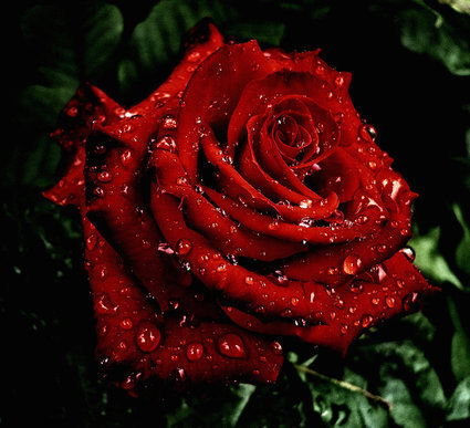 Зульфия Ибраимова