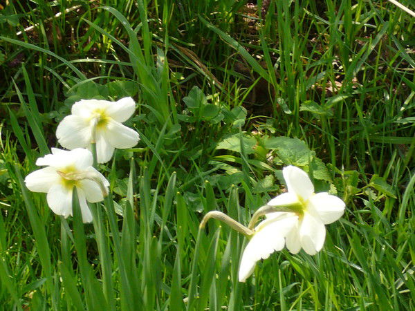 Татьяна Королева