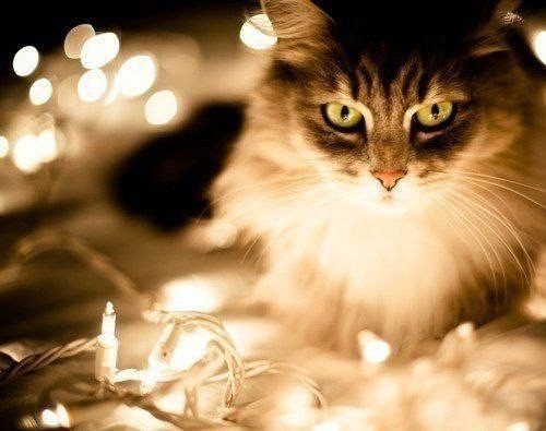 Динара Двугрошева