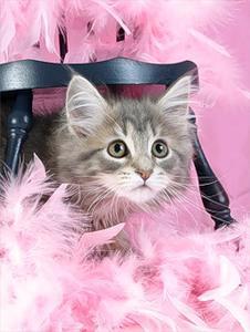 Елена Шелипова