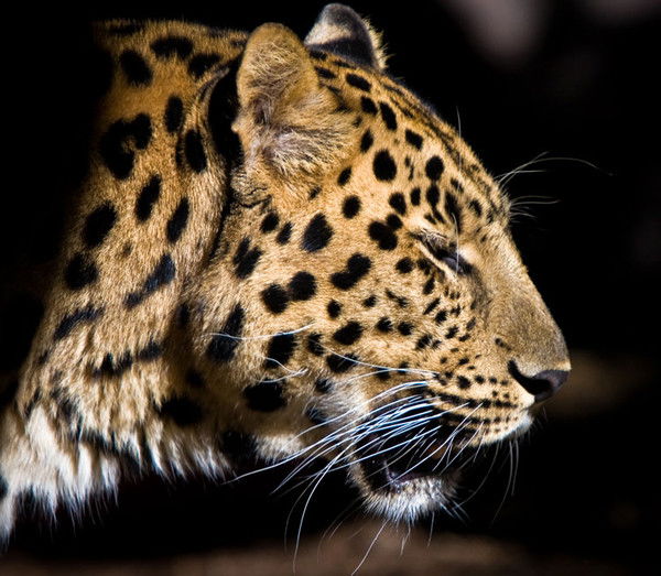 Дарина Коблева