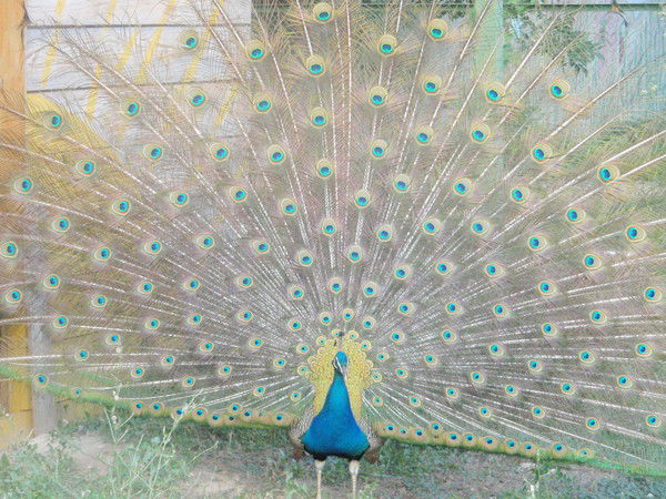 Татьяна Мышляева