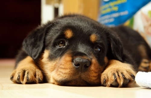 Светлана Иванченко