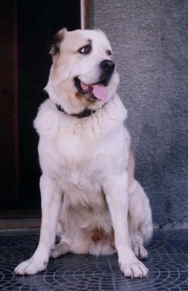 Ольга Бережная