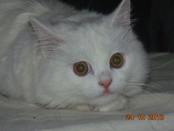 Игорь Христенко