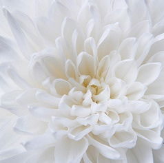 Альбина Чурилова