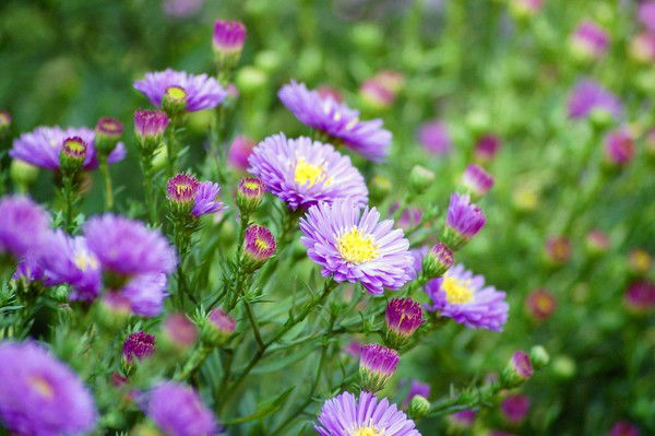 Кумушкан Батырбасова