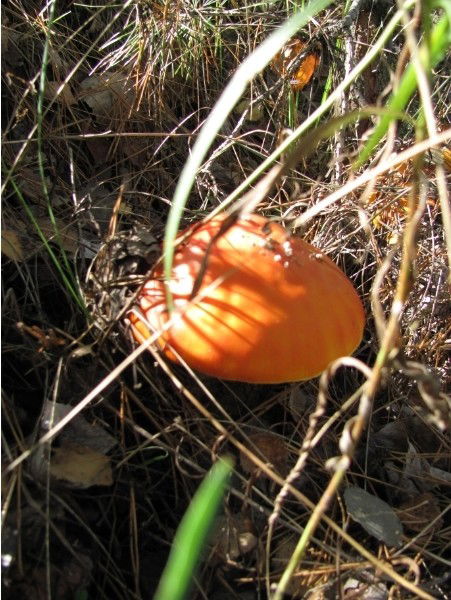 Люсена Кочесокова