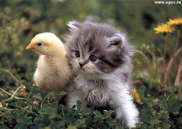 Екатерина O