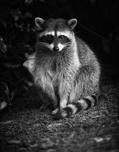 Дина Данилова