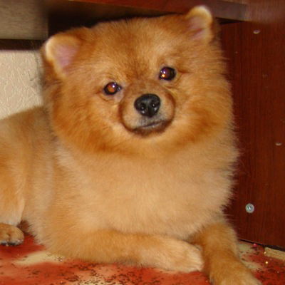 Алина Орлова