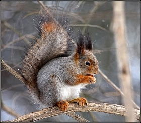 Алексей Уральский