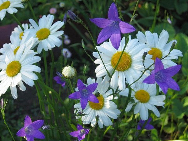 Ольга Рогожина