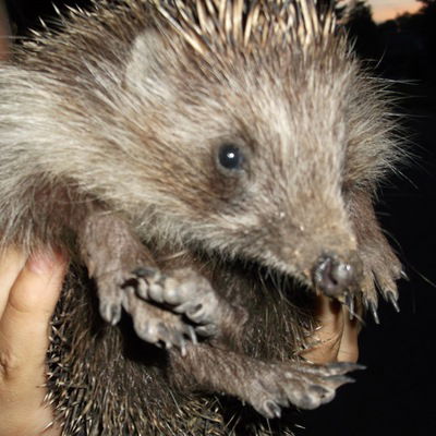 Ольга Якубенко