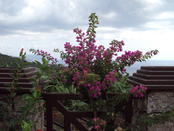 Тамара Мовсесян