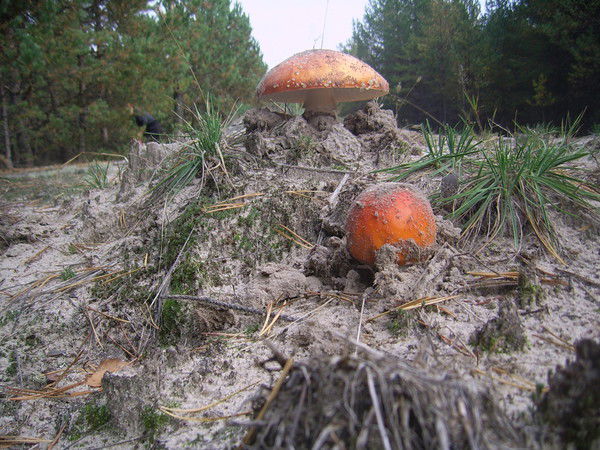 Рафик Курамшин