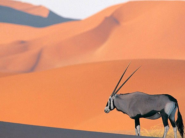 Байрам Моралес