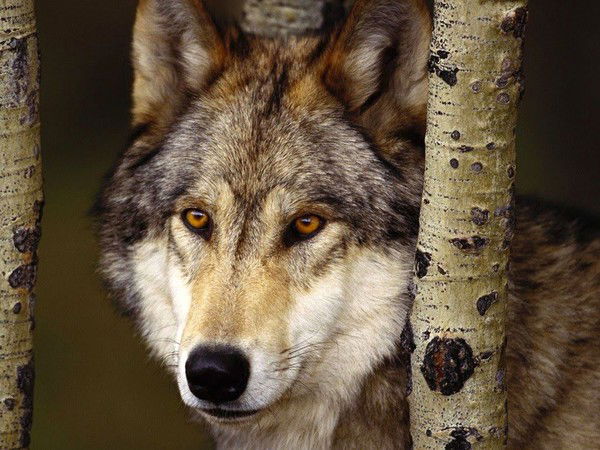 Ермухан Жакишев