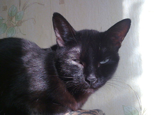 Алексей Колчин