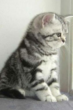 Виола Адамёнок