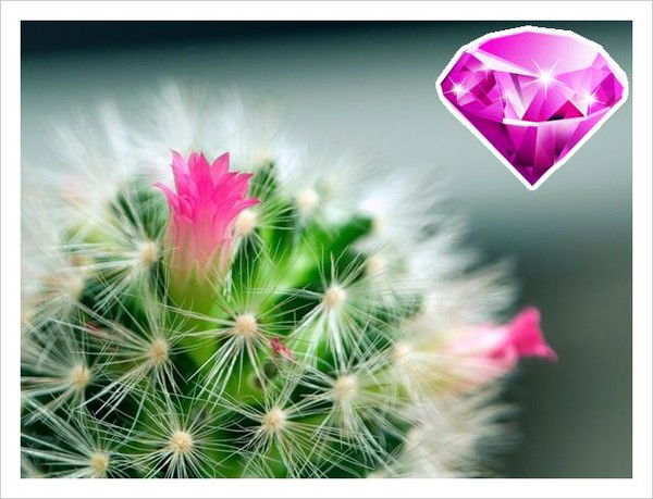 Net Net (Каржилова)