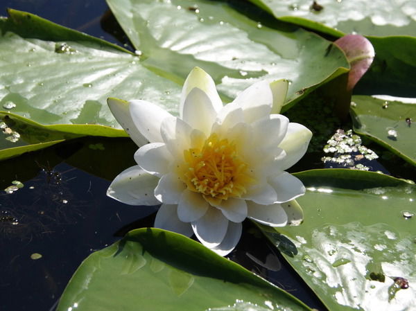 Людмила Вахрушина