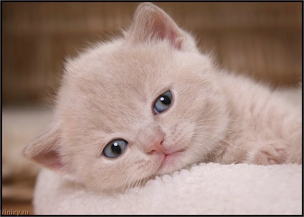 Julia Кузнецова