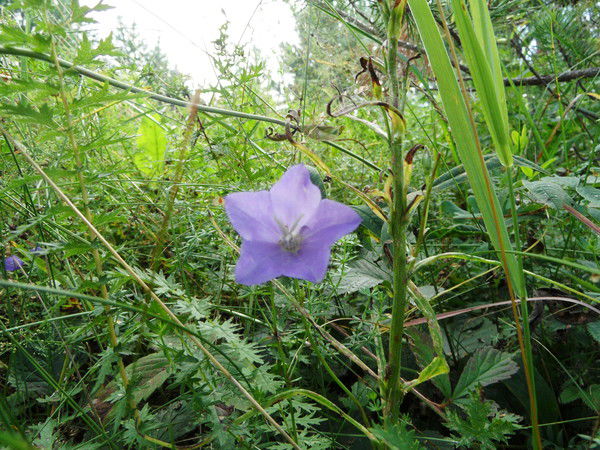 Людмила Саутина