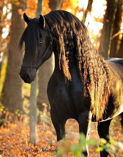 Милена Невзорова