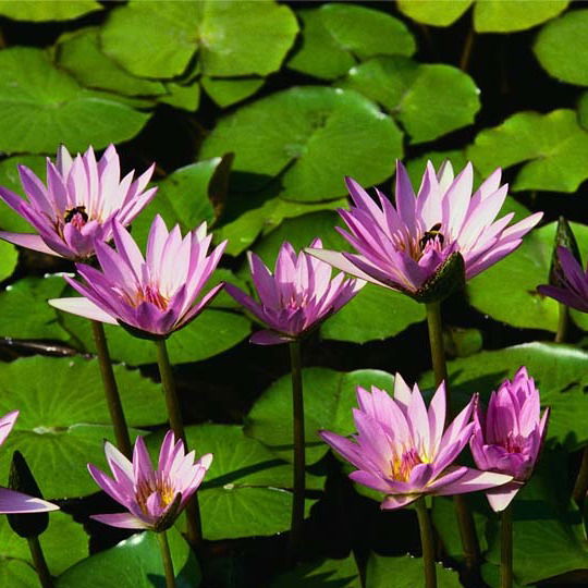 Луизка Димова