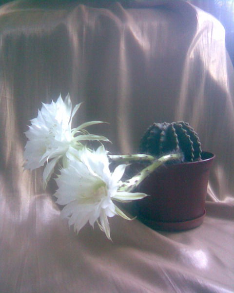 Наталья ******