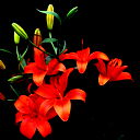 Lily F