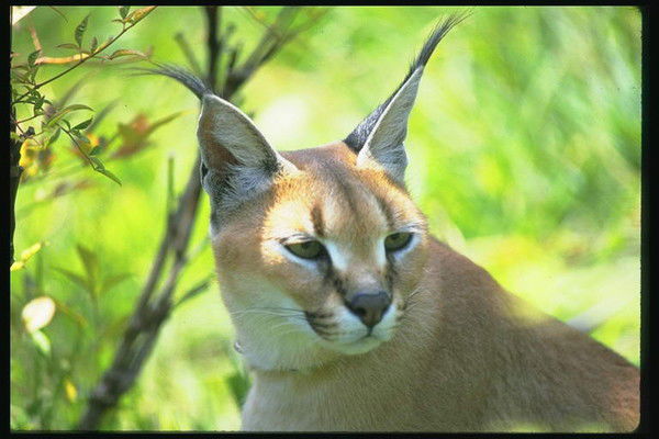 Леонтий Заруцкий